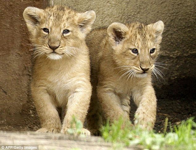 baby_lions_1.jpg