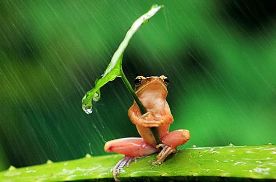 quintessential-frog-with-umbrella.jpg