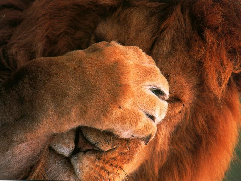 lion_face_palm.jpg