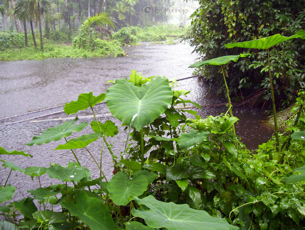 kerala_monsoon_01_by_impeccablez-d32ll82.jpg