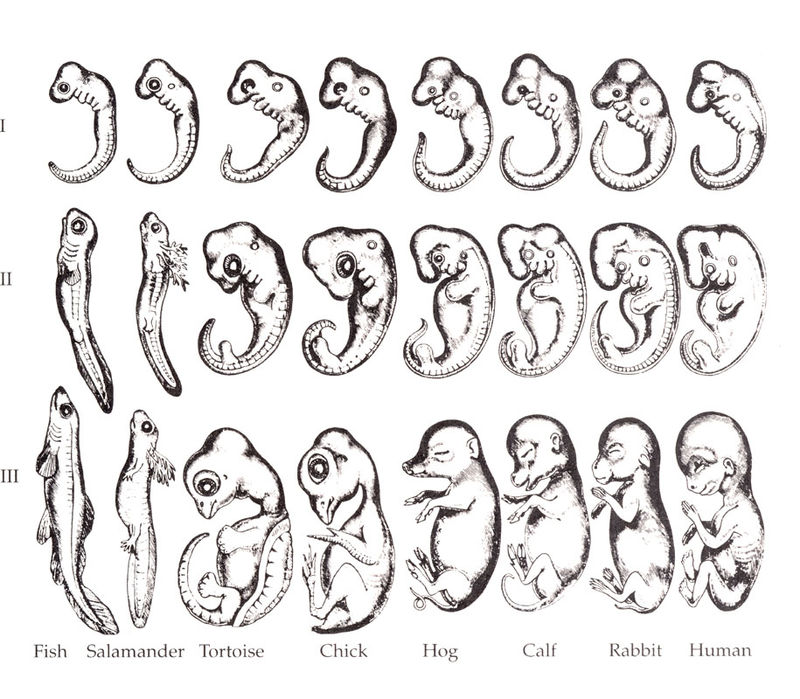 800px-Haeckel_drawings.jpg