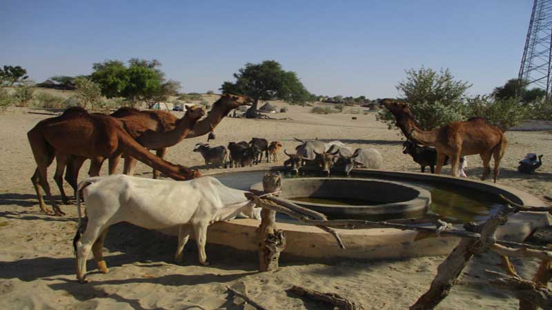 No-relief-in-sight-as-Achro-Thar-Desert-dries-up.jpg