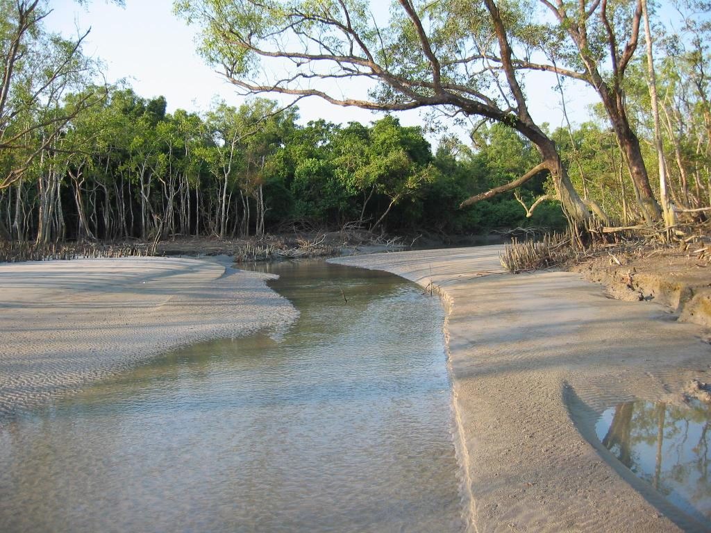 sundarban%2Bforest3.jpg