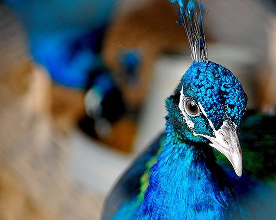 01-Dance-of-a-Peacock-Pakistan.jpg