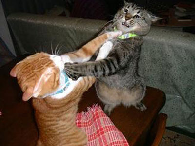 cats-fighting.jpg