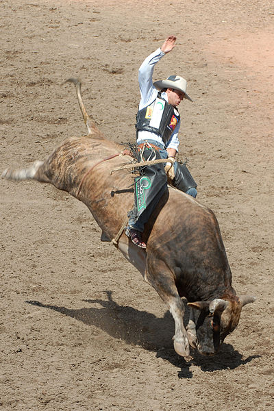 400px-Bull-Riding2-Szmurlo.jpg