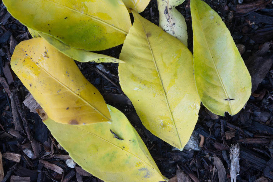 lemon tree leaves yellow