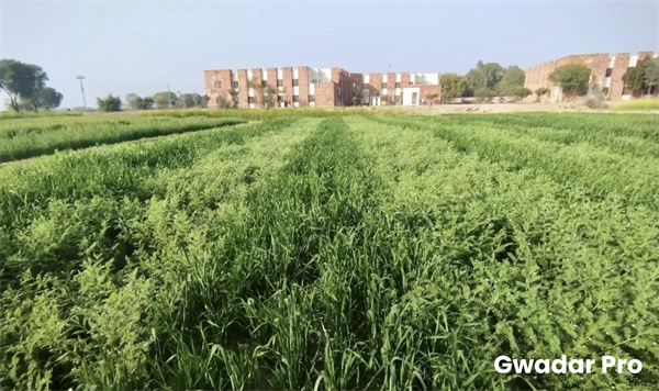 Spring sowing of Sino maize-soybean intercropping tech completed to stimulate local oilseed production