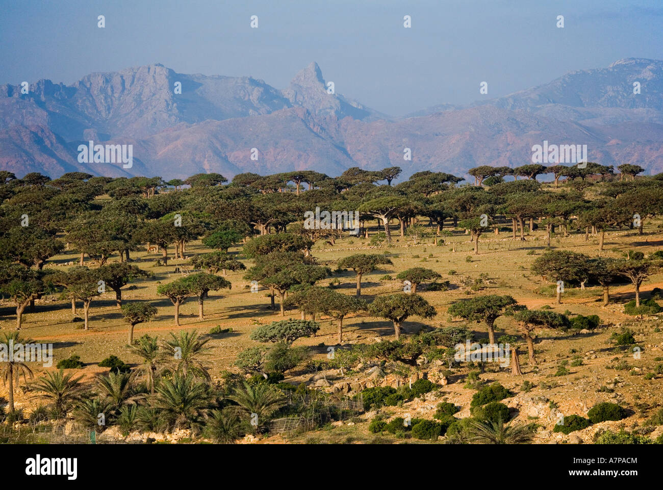 dragonblood-trees-on-the-homil-plateau-socotra-island-yemen-A7PACM.jpg