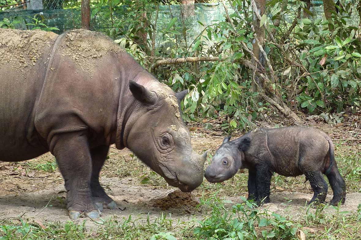 baby_sumatran_rhino_2015-09-23.jpg