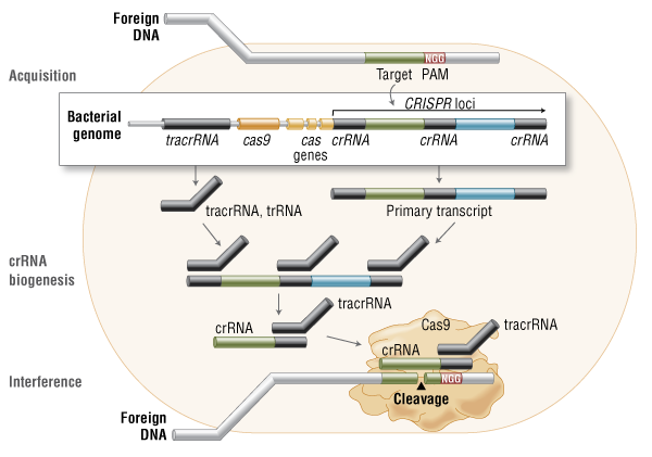 FA_Cas9_Fig1_Cas9InVivo.png