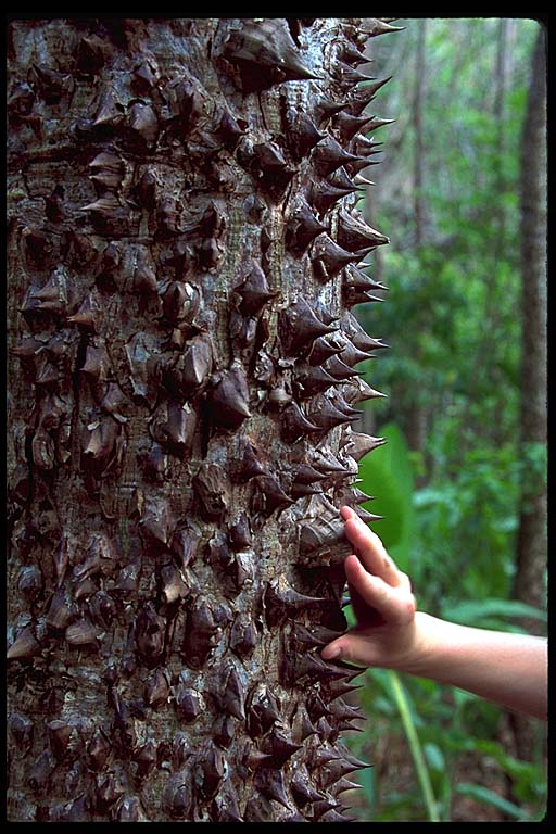 baru-thorn-tree.jpg