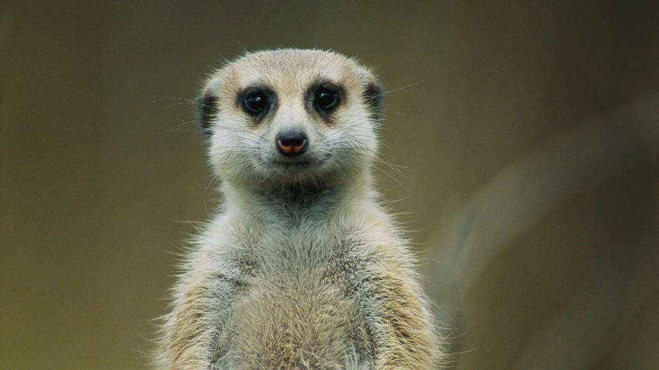 meerkat-closeup-log.jpg.adapt_.945.1.jpg