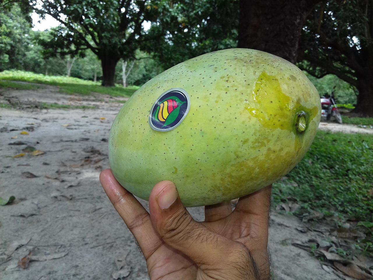 1280px-Fazli_Mango.jpg