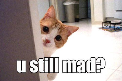 1614442072-funny-kitten-are-you-still-mad1.jpg