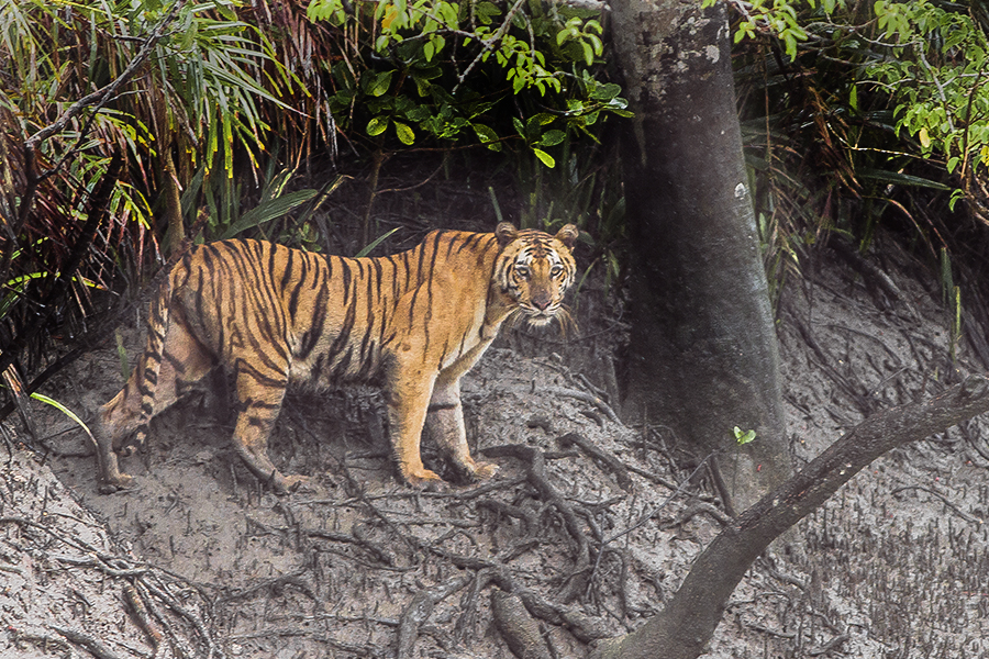 Tiger_Sundarbans_Tiger_Reserve_22.07.2015.jpg