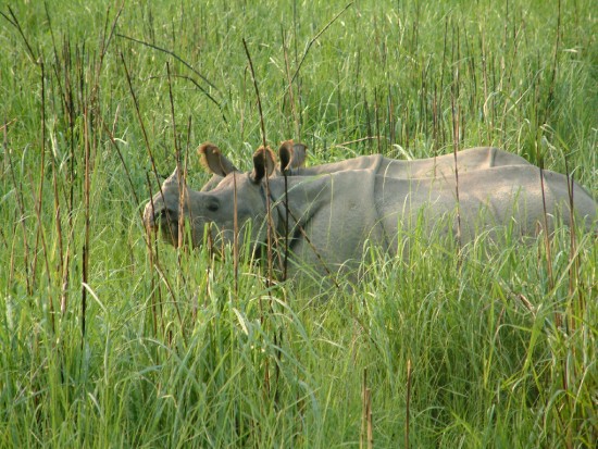 Indian-Rhino-Chitwan.jpg