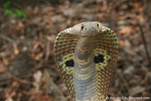 Indian-Cobra.jpg