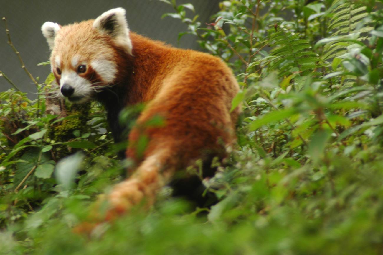 Red_panda_sikkim.jpg