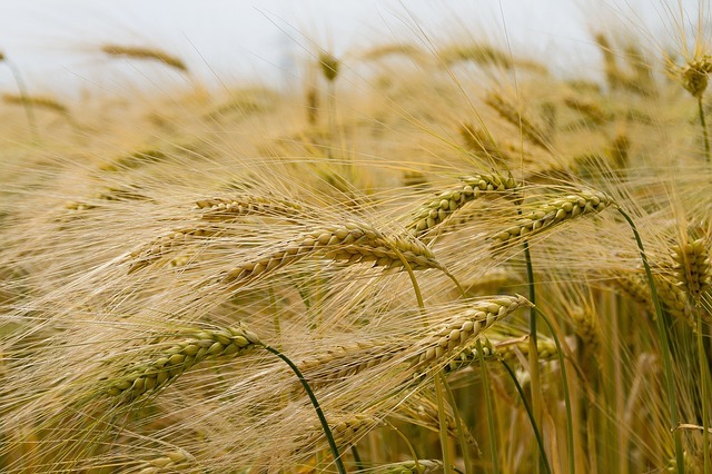 Spotlight on Pakistan's Wheat Economy » Pakissan.com