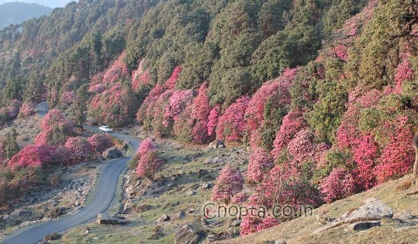 rhododendron-in-Chopta.jpg