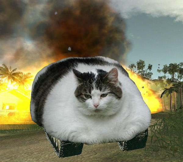 cat_tank.jpg