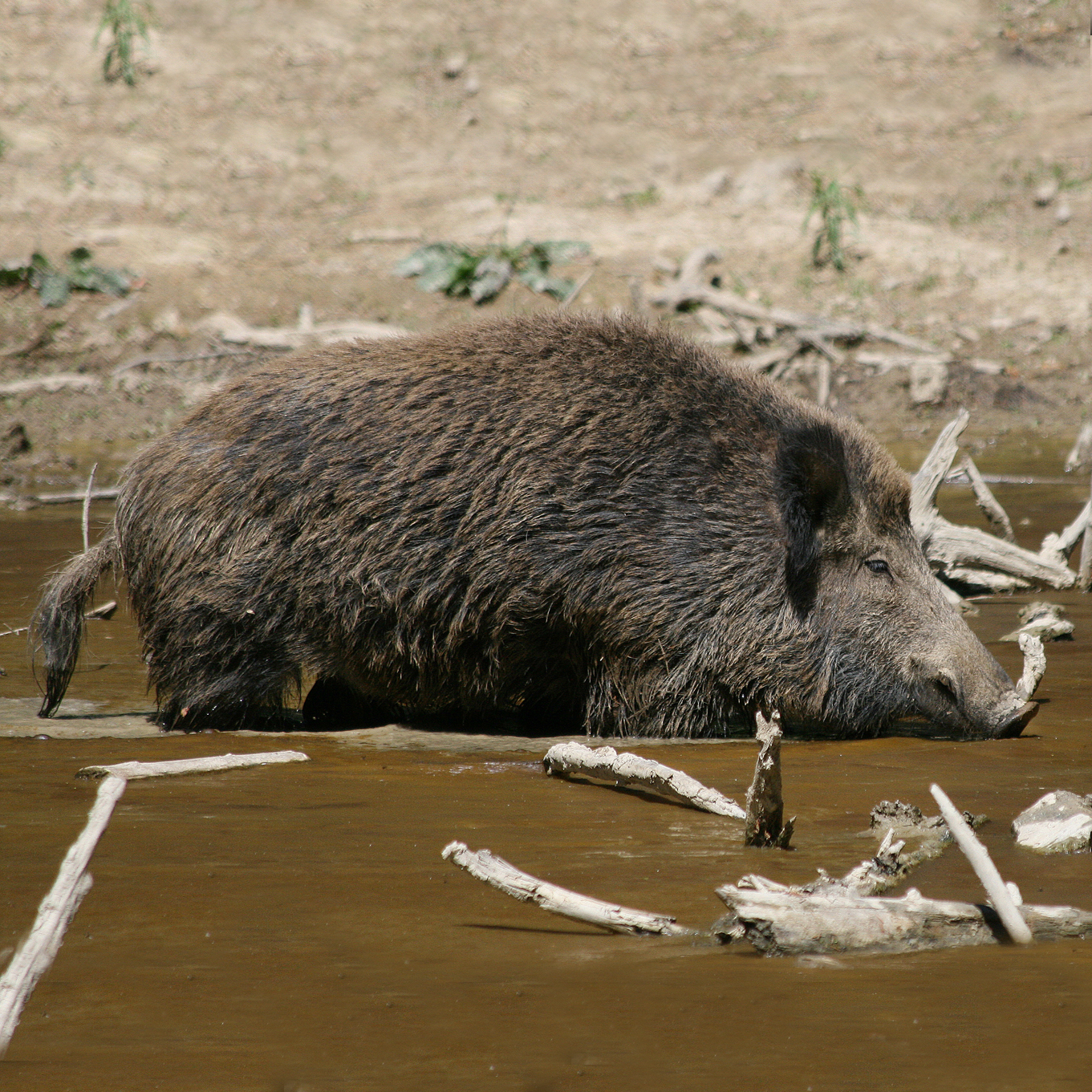 Wild_Boar_Habitat_quadrat.jpg