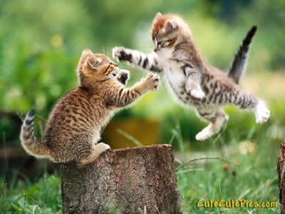 two-kittens-playing-outside%5B1%5D.jpg