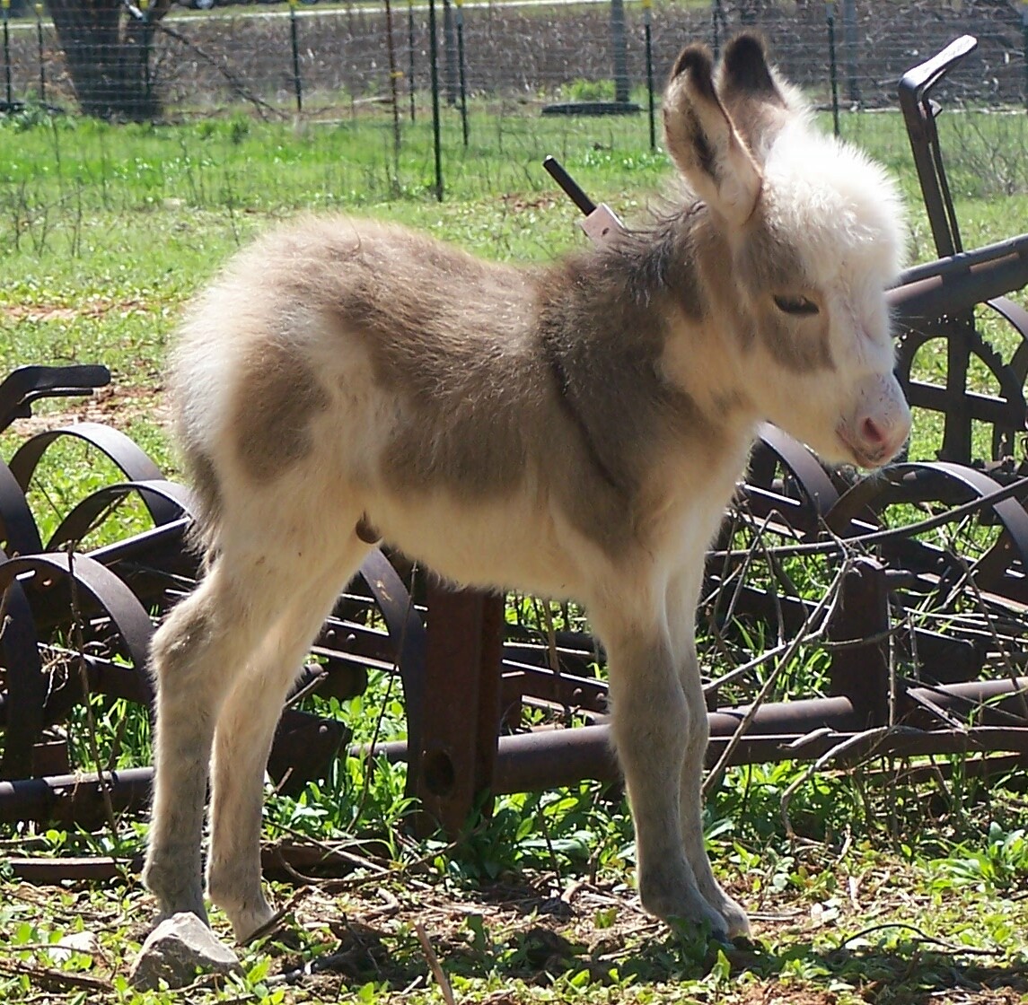 picture_7244-baby_donkey_4-02-2007.jpeg