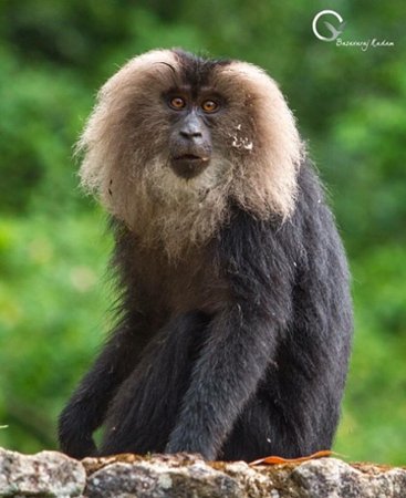 nilgiri-langoor-endangered.jpg