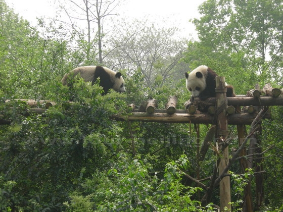 Pandas-at-play.jpg