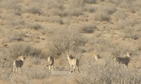 Asiatic-Cheetahs-in-Iran-011.jpg