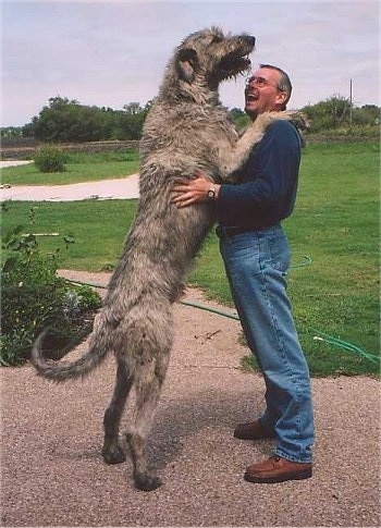 IrishWolfhoundFrankBrendan.JPG