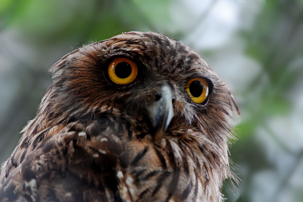 Brown_fish_Owl.jpg