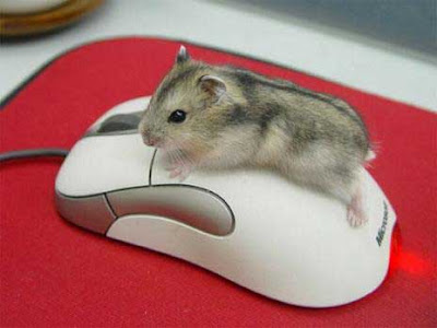 mouse.jpg