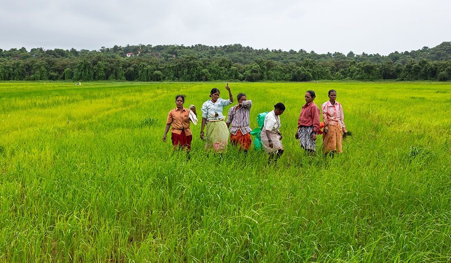 Goa-Monsoon-Paddy-Field.jpg