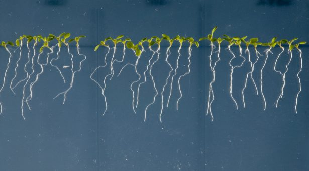 Arabidopsis-roots-edit-Credit-Phil-Robinson-615x340.jpg