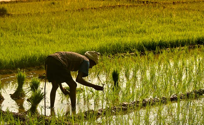 farming-rice-field_650x400_51465357461.jpg