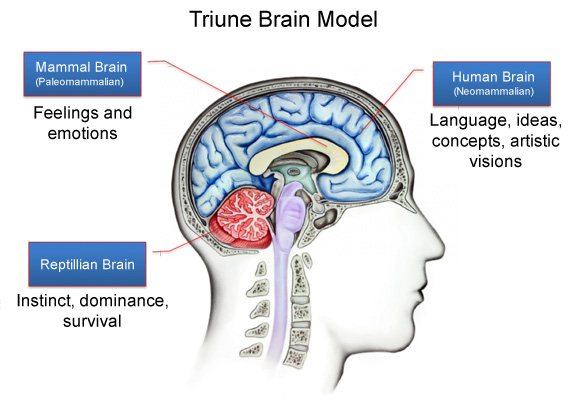 TriuneBrain.jpg