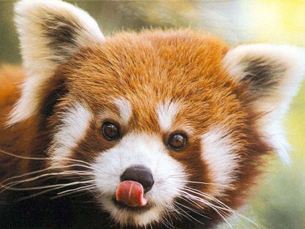 red_panda.jpg