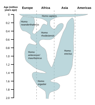 325px-Human_evolution_chart-en.svg.png