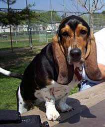 Basset_hound.jpg