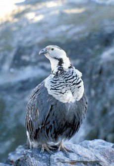 Himalayan_snowcock_Cornell.jpg