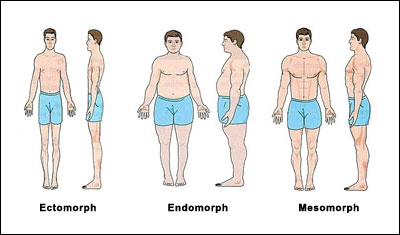 somatotype-body-types.jpg