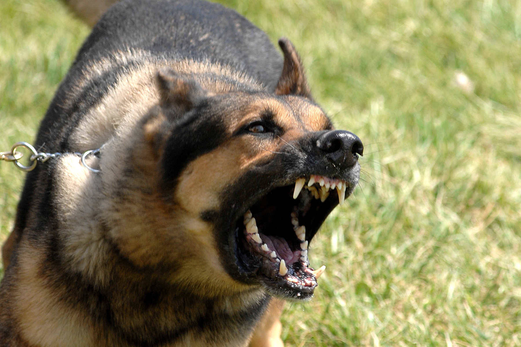 1296511729703562795military_dog_barking.jpg