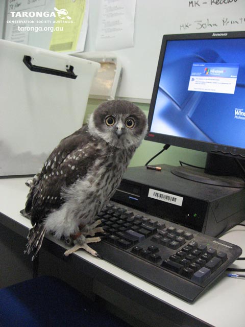 Owl_using_Computer_by_RedPigeon.jpg