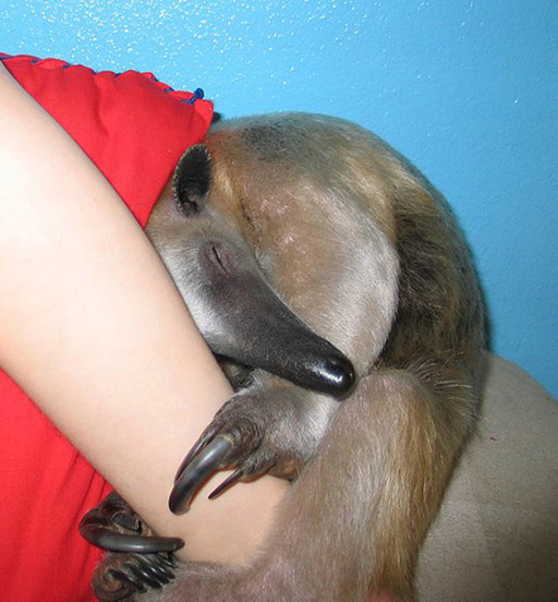 tamandua_08.jpg