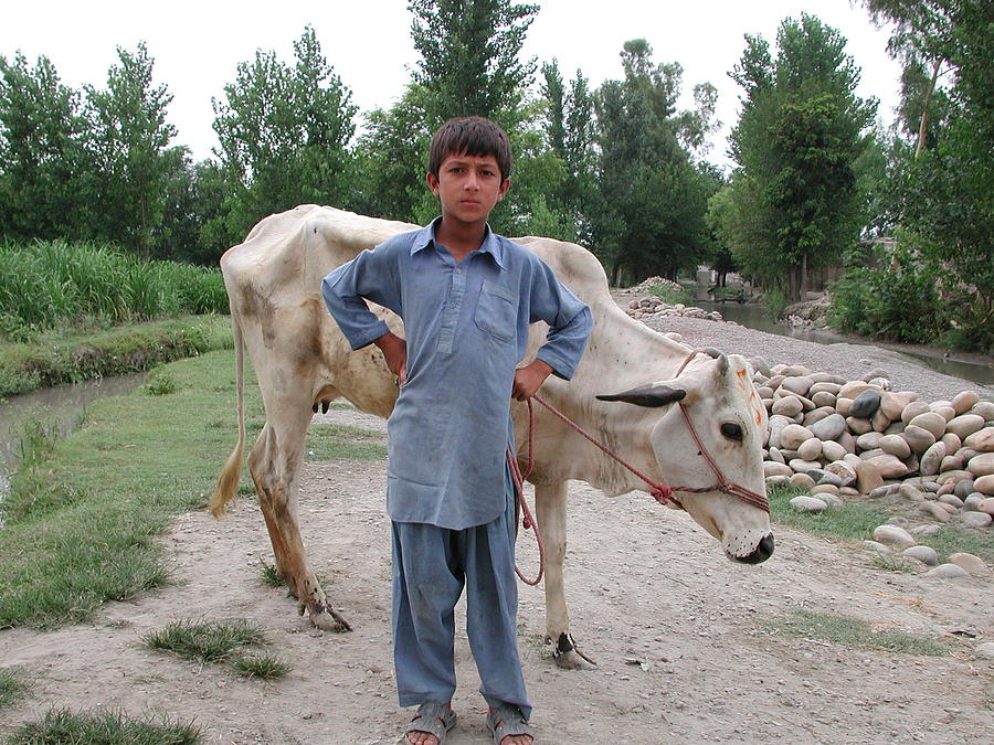 village-boy-with-his-cow-nasir-bilal.jpg