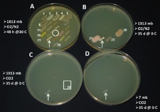 Petri-Dishes.jpg