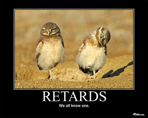 retard-owls.jpg